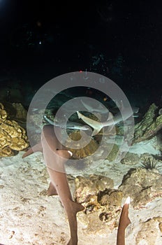 White tip reef sharks at night at Cocos Island