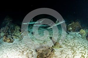 White tip reef sharks at night at Cocos Island