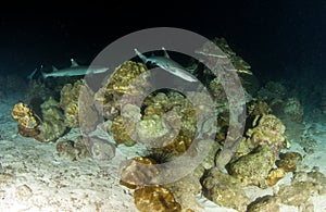 White tip reef sharks at night at Cocos Island