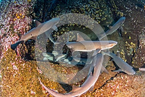 White tip reef sharks at Roca Partida, Mexico photo