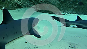 White tip reef sharks Triaenodon obesus resting on a sandy bottom