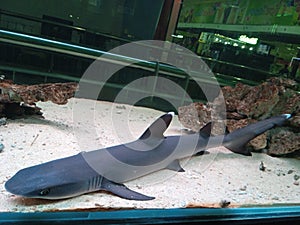 white tip shark