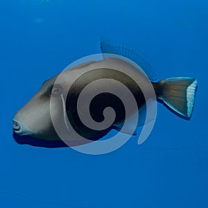 White Tip Triggerfish Adult photo