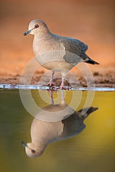 White-tipped dove