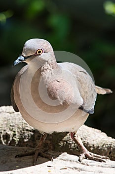 White tipped dove