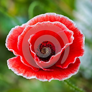 White tipped poppy flower head closeup square compoisition