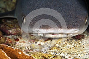 White Tipped Reef Shark photo