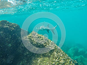 A white-tipped reef shark swims along a reef at isla bartolome photo