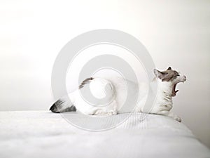 White tired cat yawning on a white bed photo