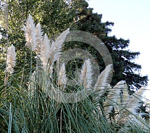 White to beige cat tails