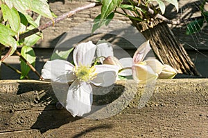 White to light pink Clematis flower on a wooden fence