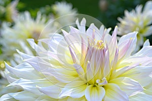White to yellow decorative Dahlia blossom close-up