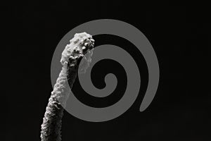 White toadstool silhouette on black background macro photo. Tropical mushroom with hallucinogen effect.