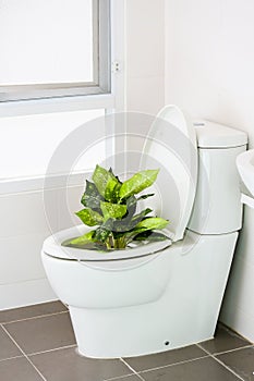 White toilet in modern home, white toilet bowl in cleaning room, flushing liquid in toilet, private toilet in modern room