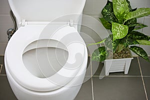 White toilet in modern home, white toilet bowl in cleaning room, flushing liquid in toilet, private toilet in modern room