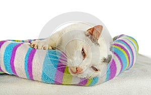 White tomcat in his cat bed photo
