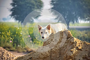 White Tommy cute dog trees and blur background