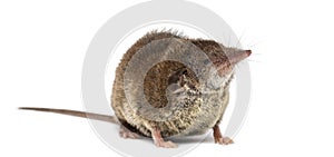 White-toothed shrew,