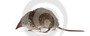 White-toothed shrew, isolated photo