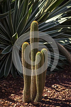 White torch cactus plants echinopsis spachiana