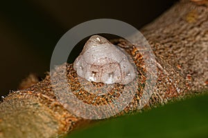 White Tortoise Scale