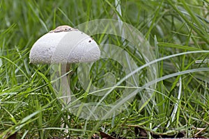 White Toxic mushrooms (Poisonous mushroom), mushroom toxicity gr