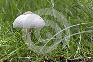 White Toxic mushrooms (Poisonous mushroom), mushroom toxicity gr photo