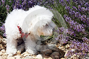 Biely hračka pes vonia levanduľa kvety 
