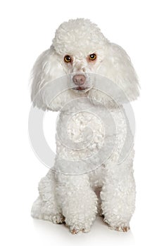 White Toy poodle