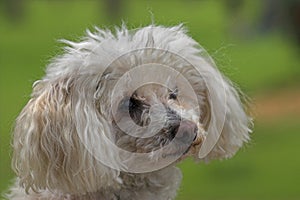 White Toy Poodle Dog