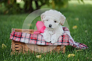 White Toy Poodle Puppy sits in a wicker basket in a park