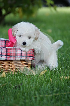 White Toy Poodle Puppy sits in a wicker basket in a park