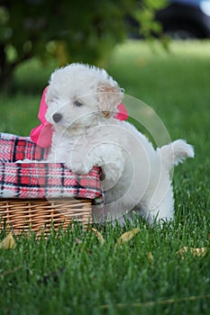 White Toy Poodle Puppy sits in a wicker basket in a park