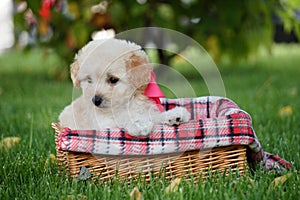 White Toy Poodle Puppy sits in a wicker basket in a park