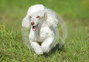 White toy poodle running