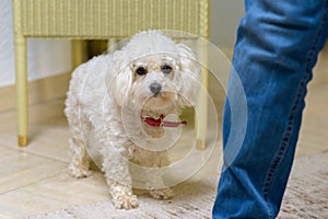 White toy poodle standing alongside its owner