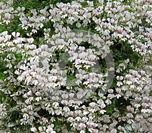 White Trailing Geranium Flowers.