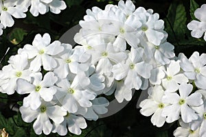 White Trailing Verbena Flowers