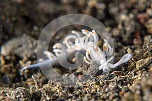 White translucent nudibranch snail
