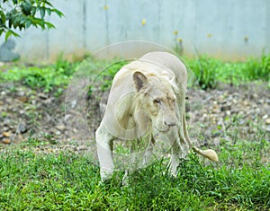 White Transvaal lion Panthera leo krugeri