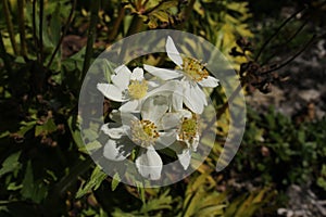 White `Traveller`s Joy` flowers - Clematis Glauca