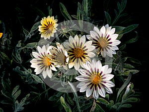 White Treasure flowers Blooming