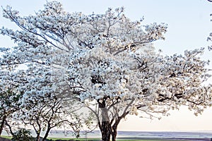 White tree