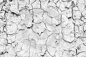 White tree bark wood texture