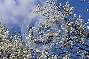 White Tree Blooms