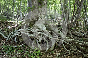 A white tree with deep and strong roots in a forest in Transylvania