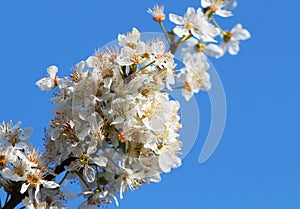 White tree flowers on blue sky photo