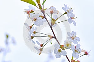 White tree flowers close-up blure background color