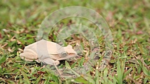 White tree frog on green grass field