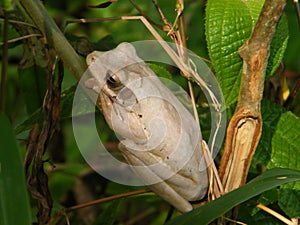 A white tree frog in Sinharaja rain forest